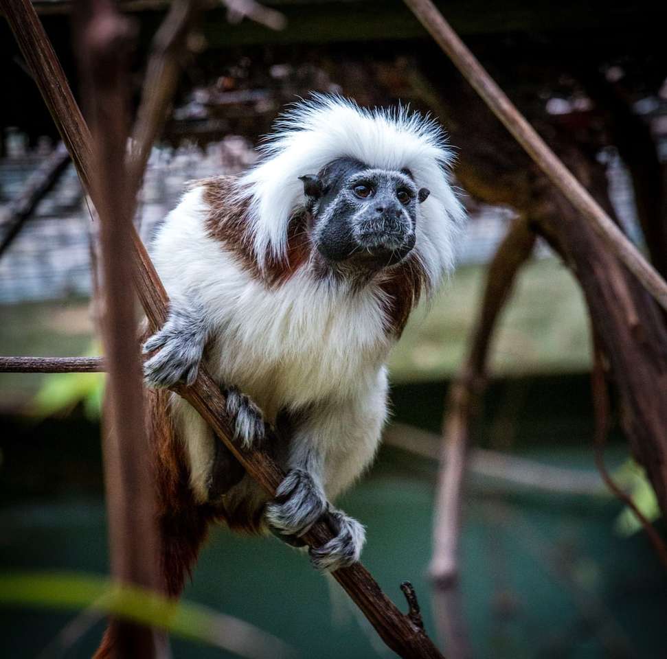 Mono blanco y marrón en la rama de un árbol marrón rompecabezas en línea