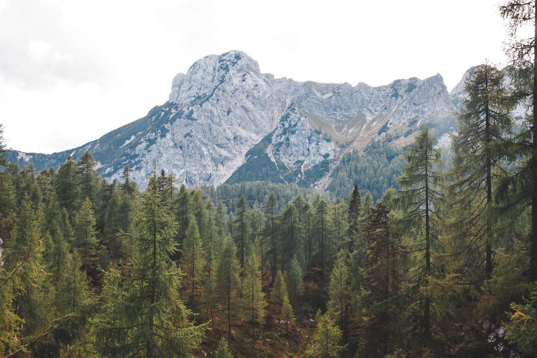 zelené borovice poblíž hory během dne online puzzle