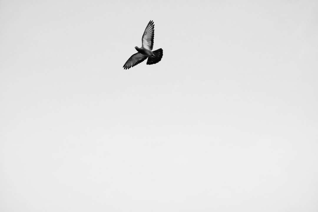 oiseau noir et blanc volant puzzle en ligne