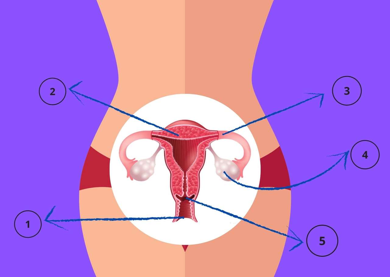 Kvinnligt reproduktivt system Pussel online