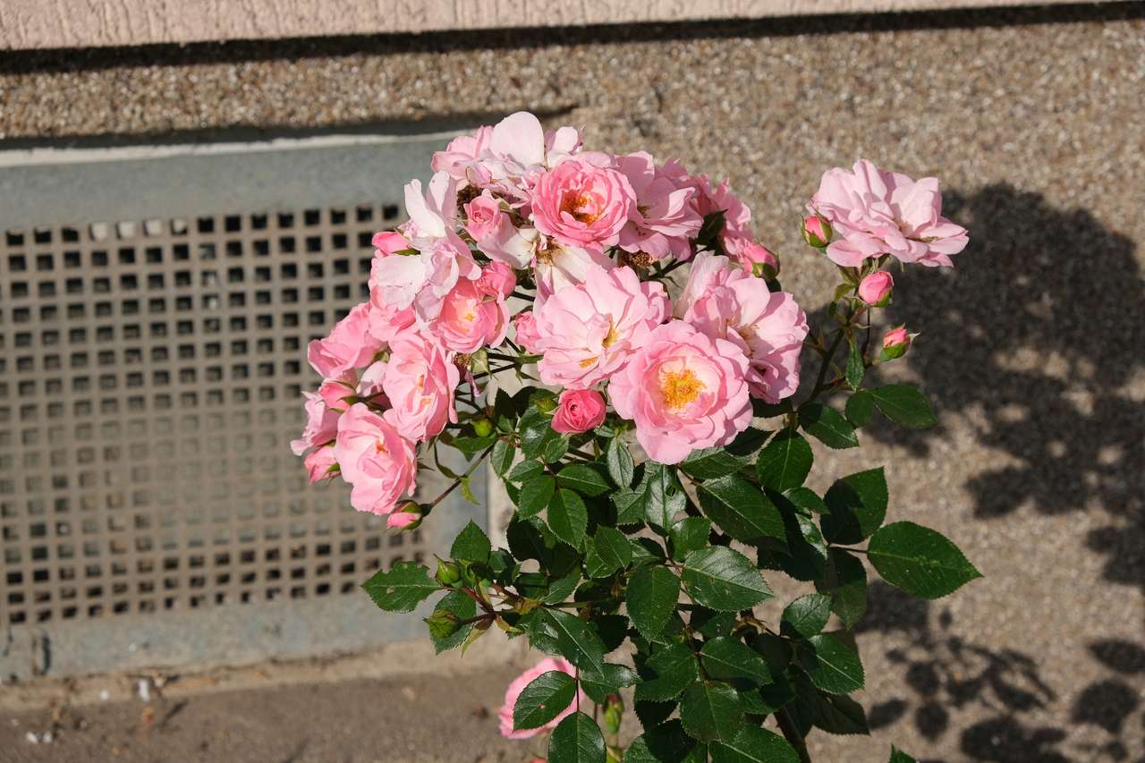 Rózsaszirmok kirakós online