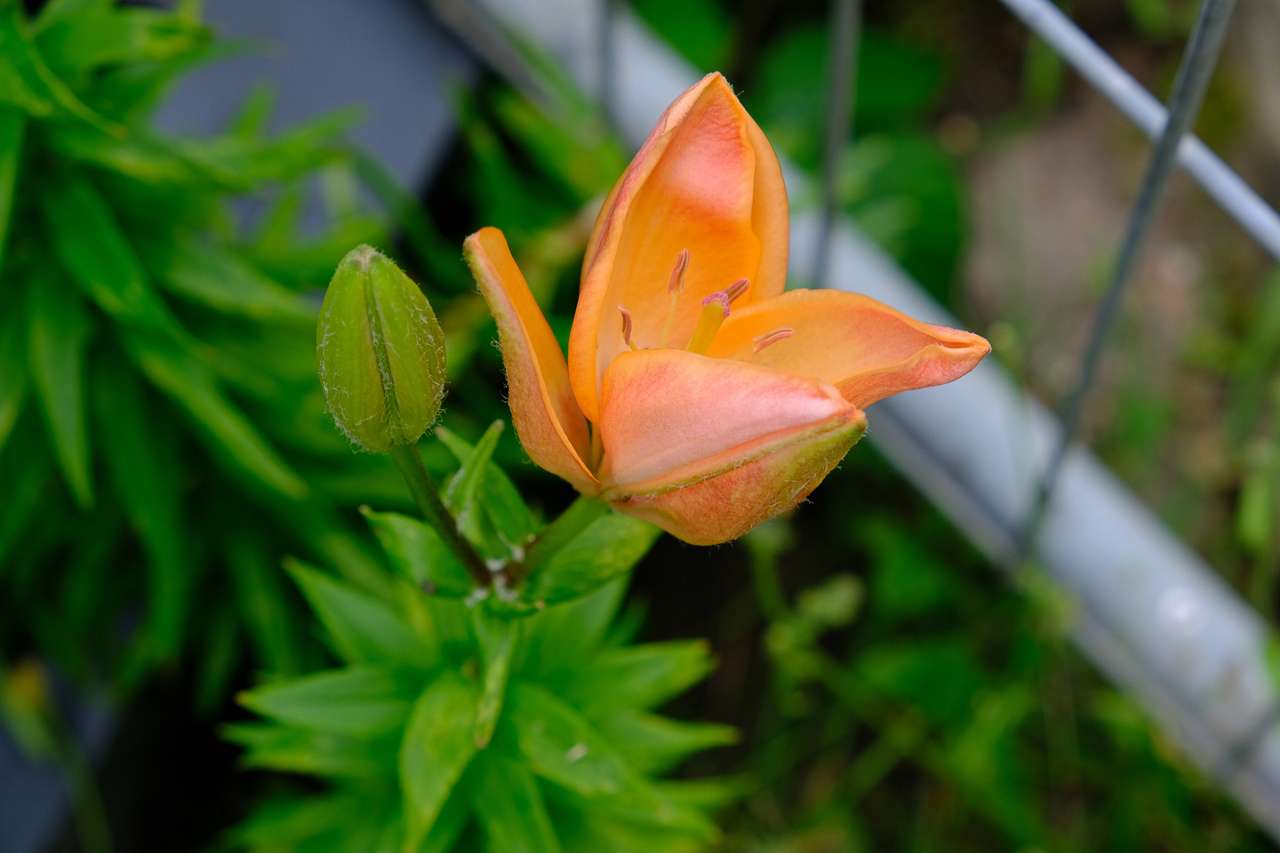 квітка лілії пазл онлайн