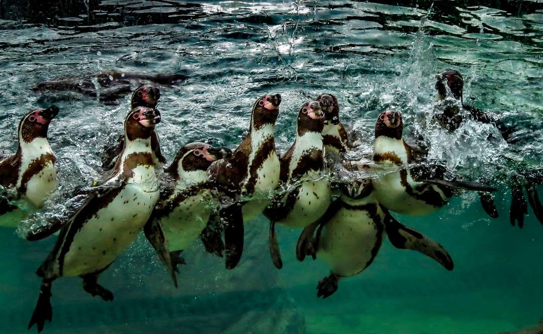 2 pingviner i vatten under dagtid pussel på nätet