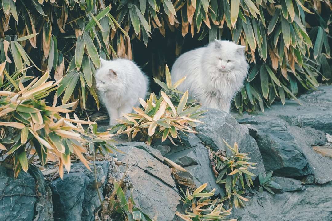 weiße lange Fellkatze auf grauem Felsen Online-Puzzle