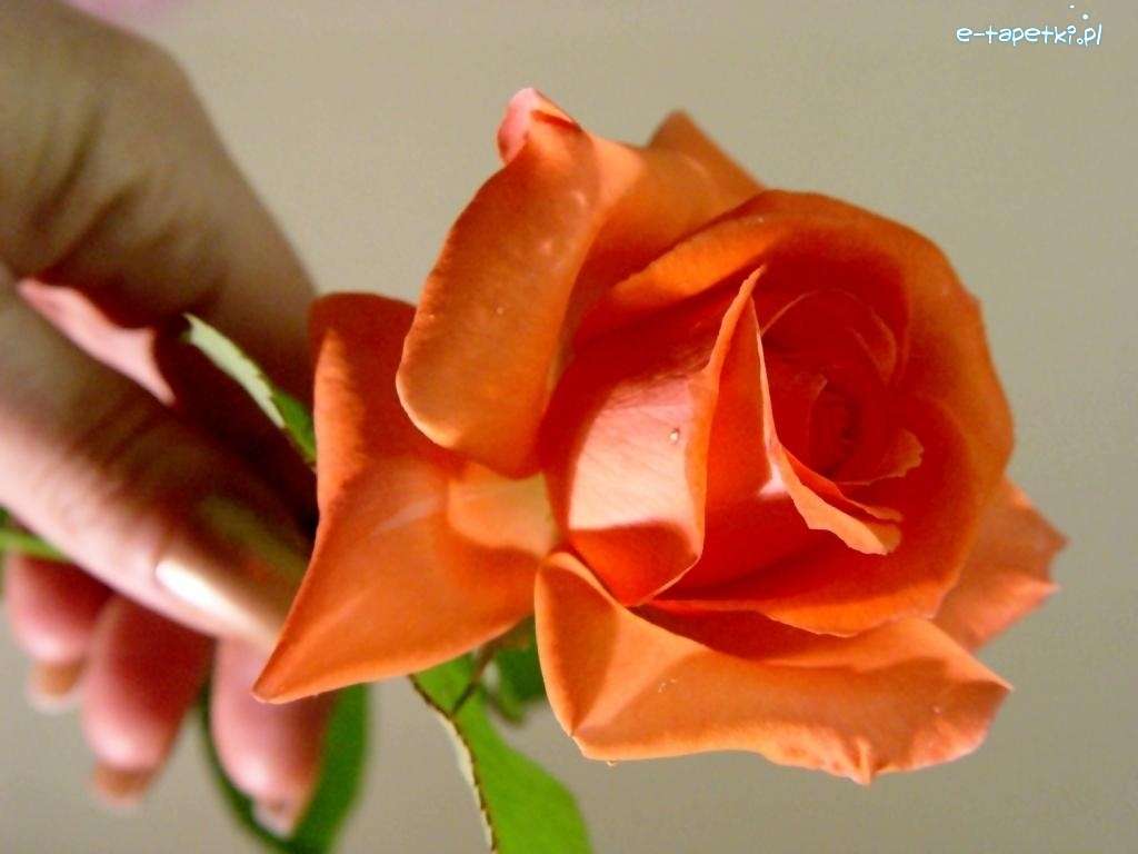 oranžová růže online puzzle