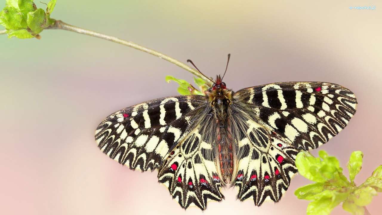 Пеперуда, бръмбар зигзаг онлайн пъзел