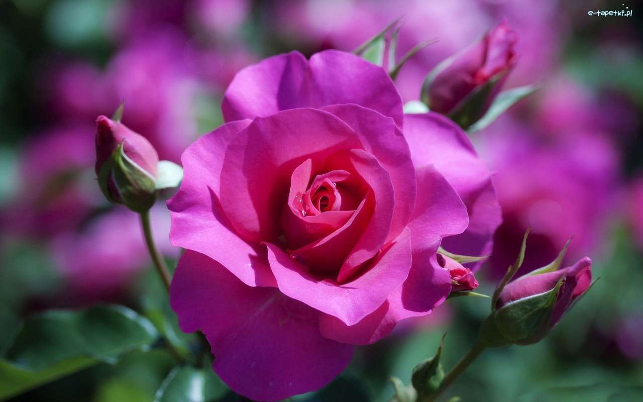 růžová růže skládačky online