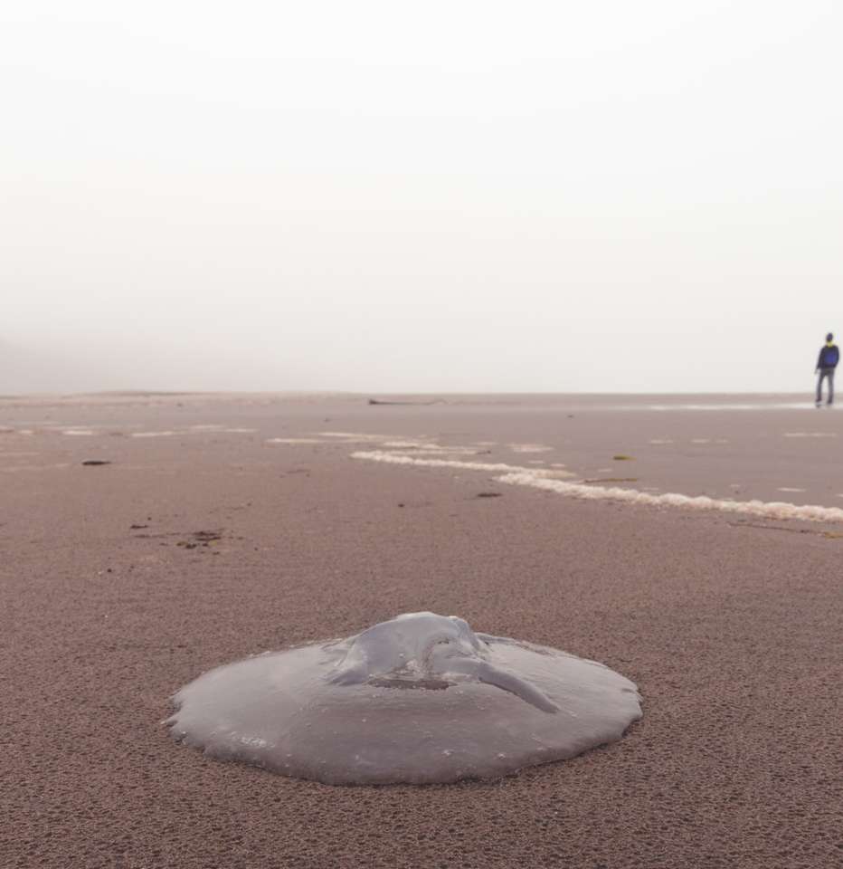fekete kabátos ember sétál a barna homokos strandon online puzzle