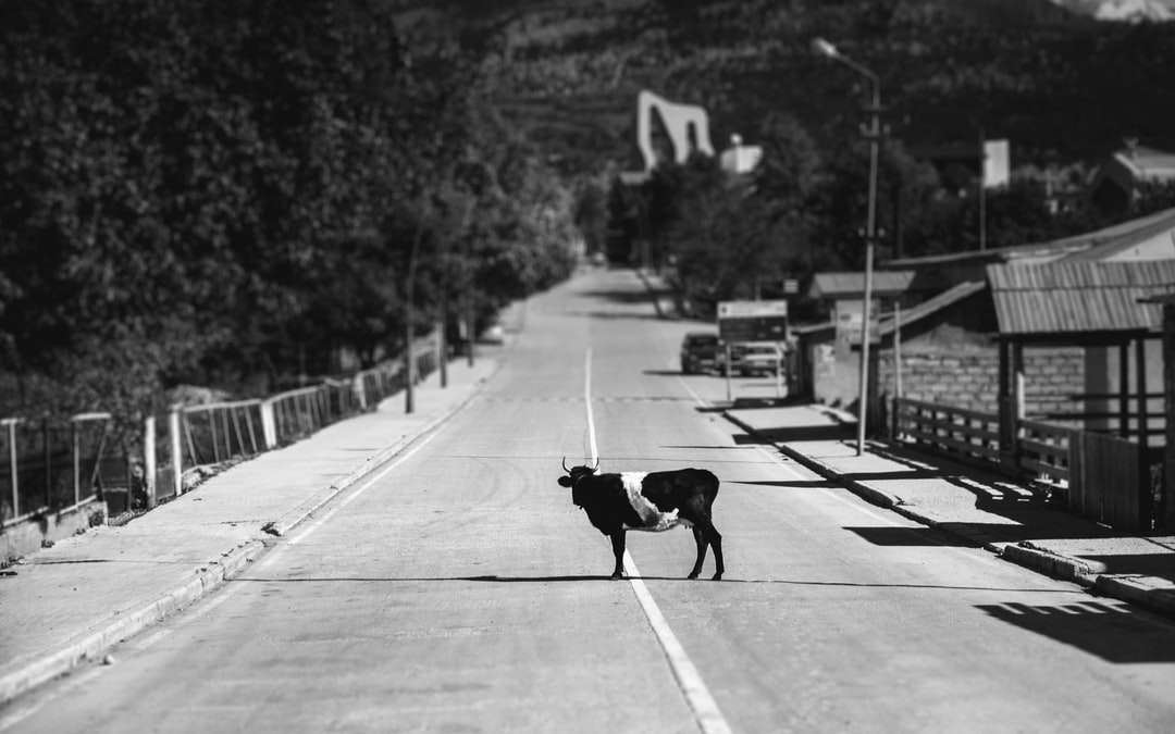 svart labrador retriever går på gatan pussel på nätet