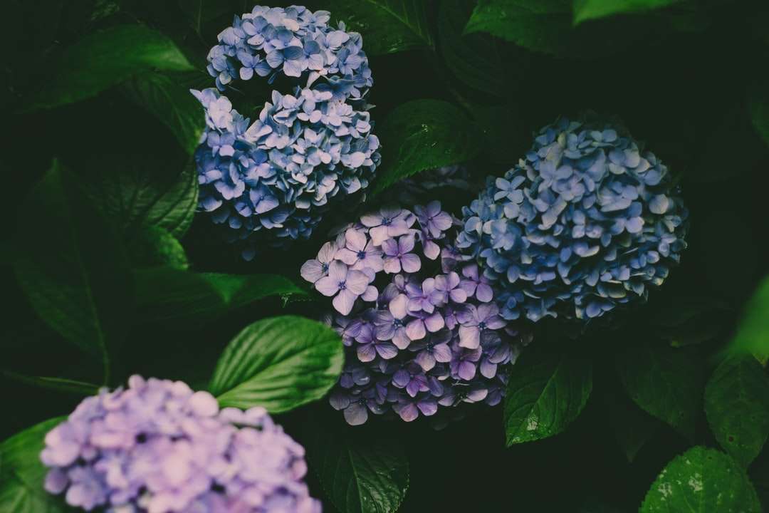 blaue und weiße Hortensien in der Blüte schließen Foto oben Puzzlespiel online