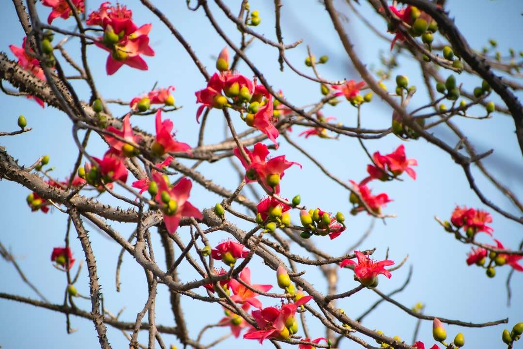 κόκκινο και κίτρινο λουλούδι σε καφέ κλαδί δέντρου παζλ online