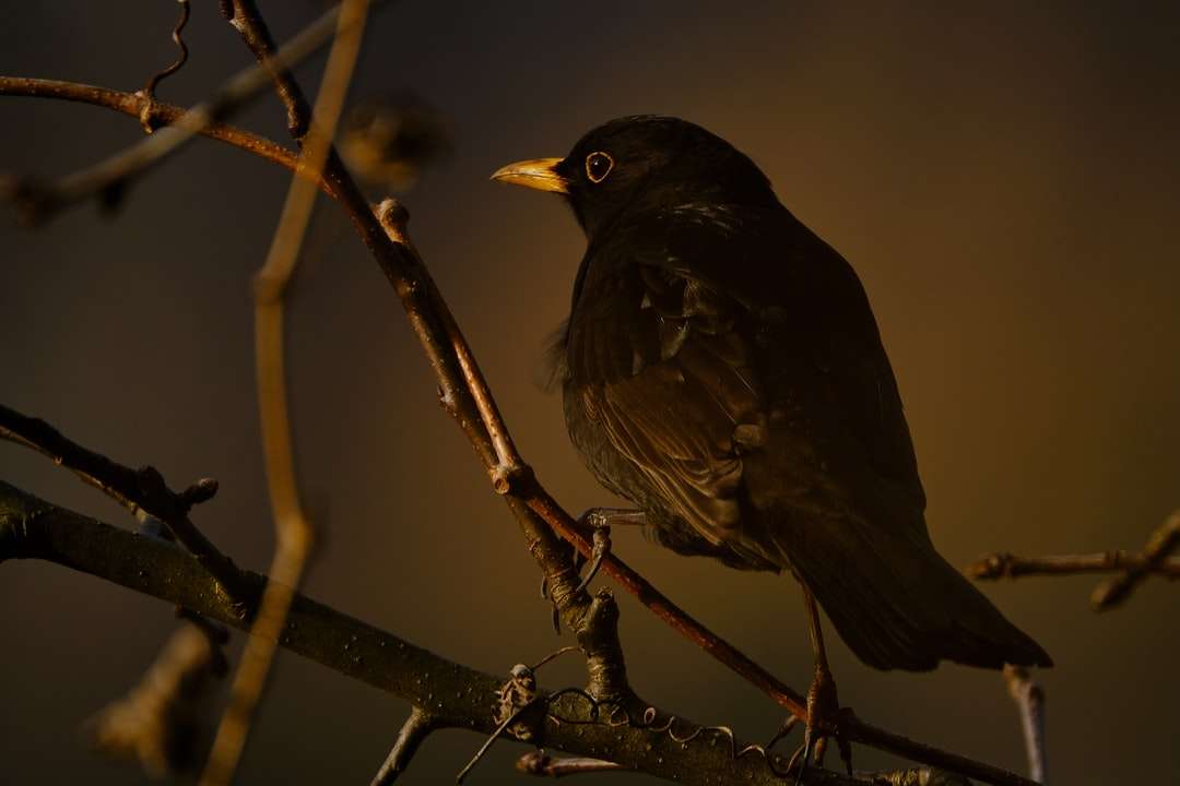 svart fågel på brun trädgren pussel på nätet