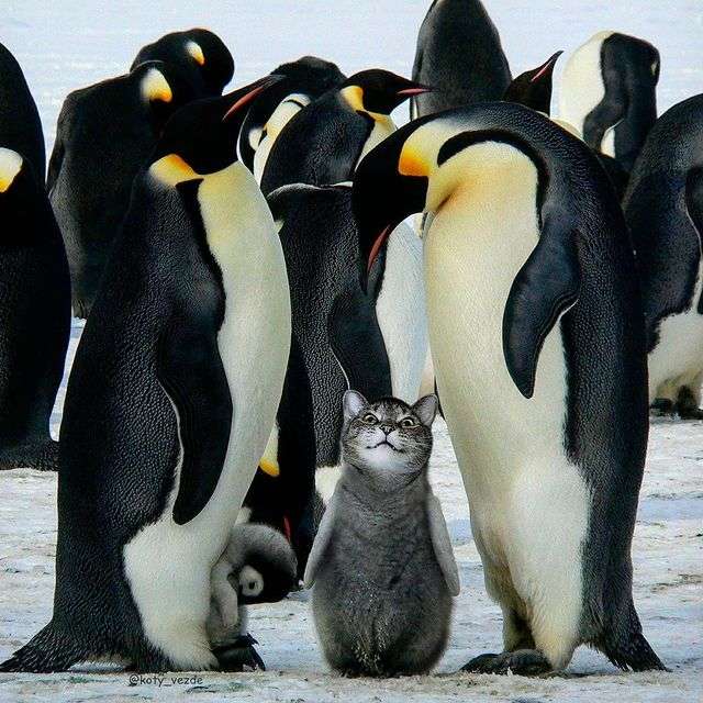 Кото-пінгвін. пазл онлайн
