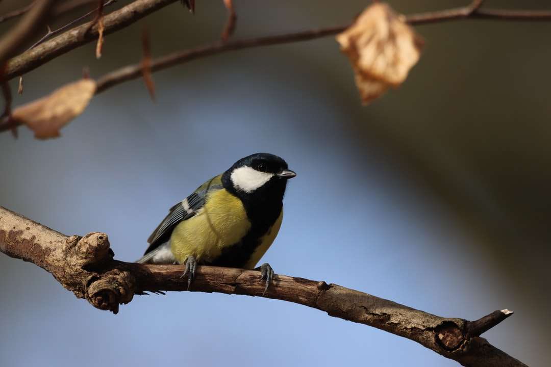pássaro amarelo preto e branco em galho de árvore marrom puzzle online