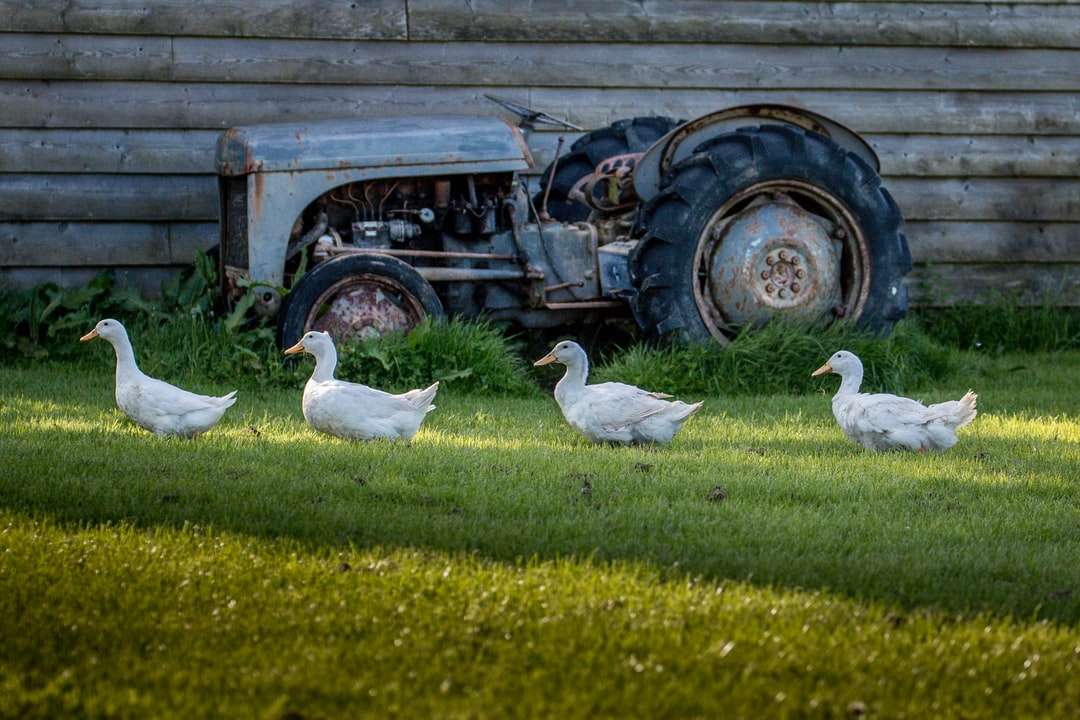 Pato blanco en campo de hierba verde durante el día rompecabezas en línea
