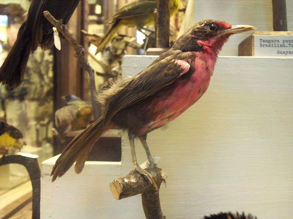 Природонаучен музей, Виена онлайн пъзел
