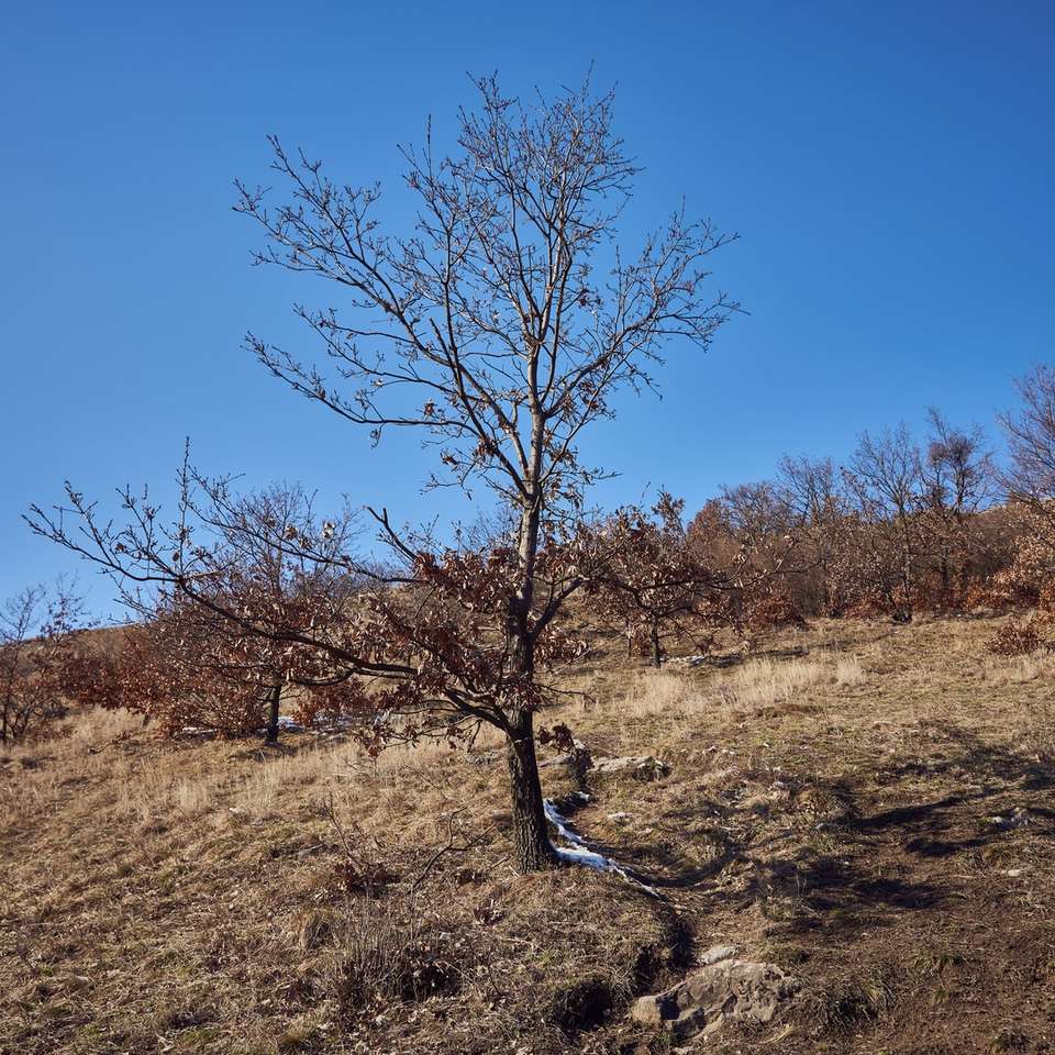 blattloser Baum auf braunem Grasfeld unter blauem Himmel Online-Puzzle