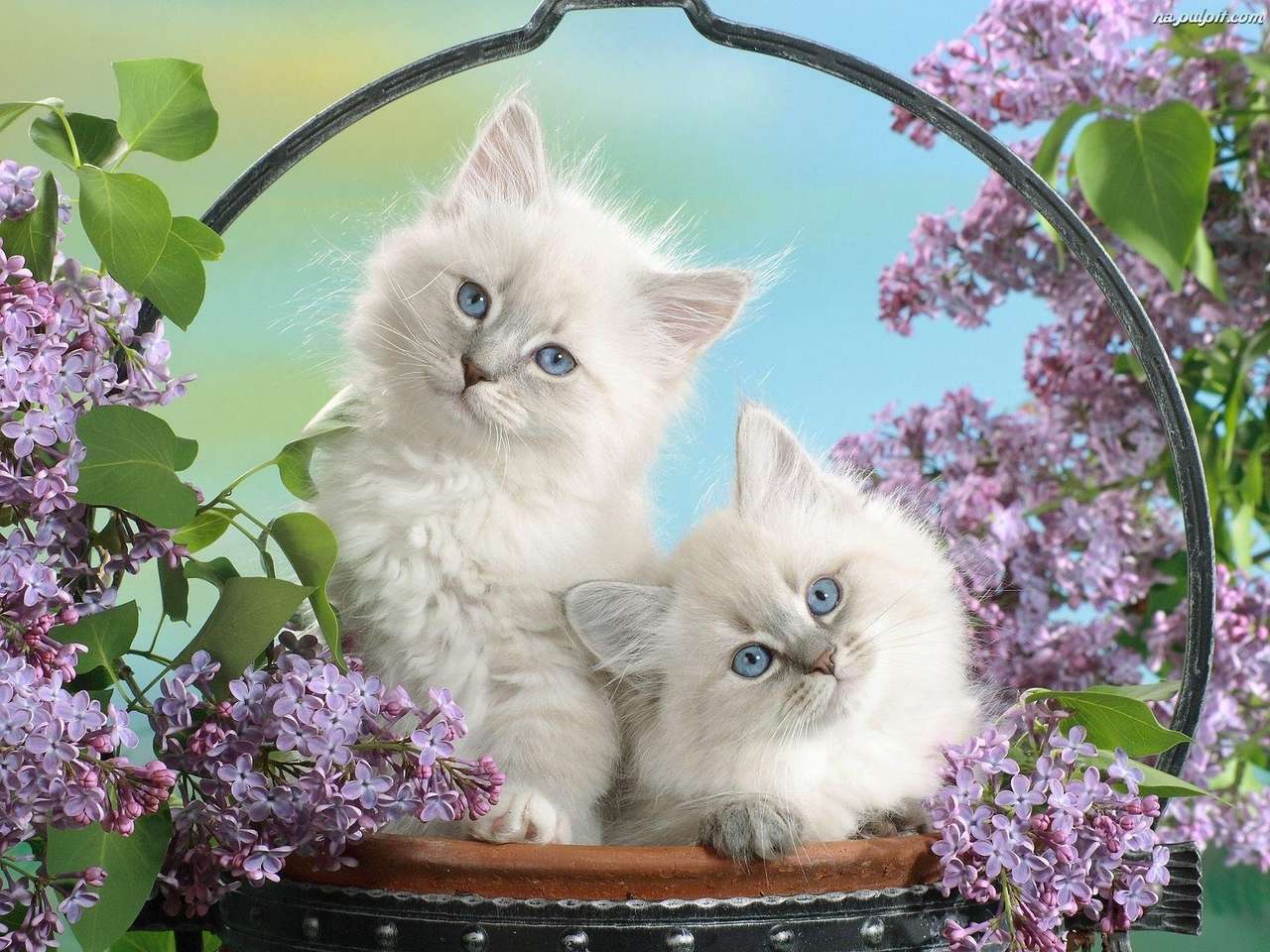 gatitos en lilas rompecabezas en línea