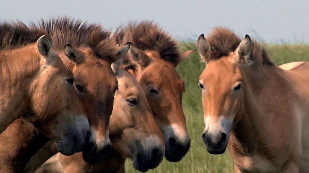 Przewalski wilde paarden in de steppe van Hongarije legpuzzel online