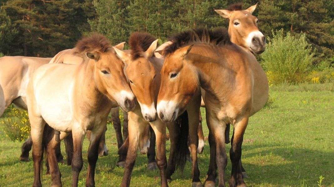 Cavalos selvagens de Przewalski na estepe da Hungria puzzle online