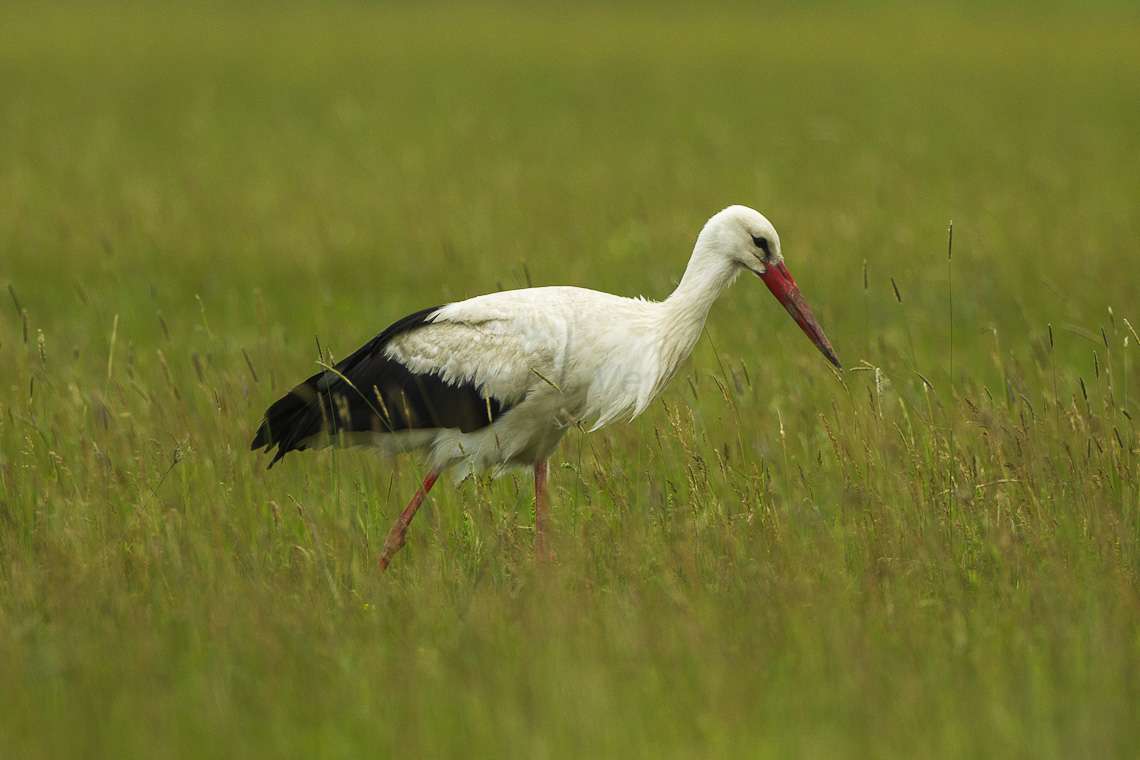Fehér gólya a magyarországi természeti tájon kirakós online