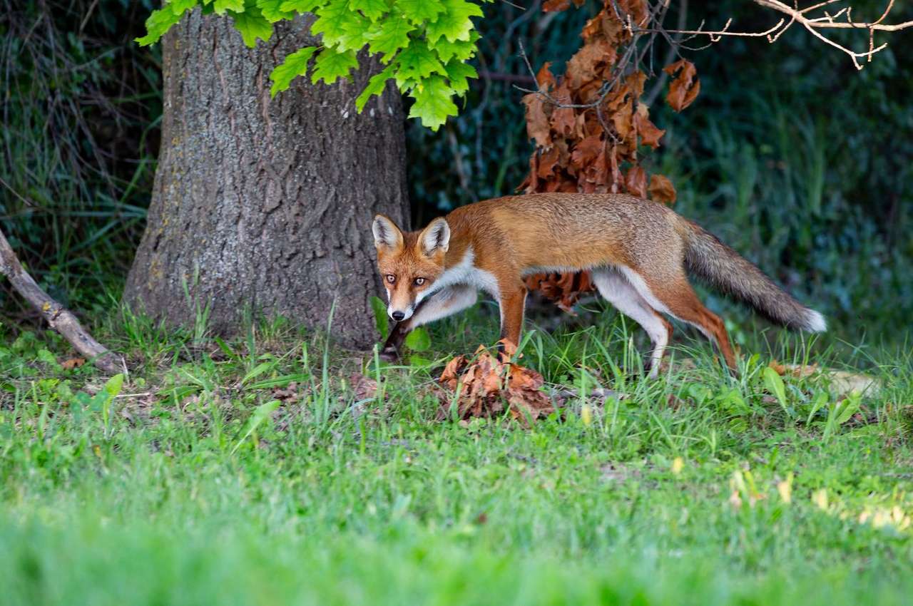 Fox na natureza da Hungria quebra-cabeças online