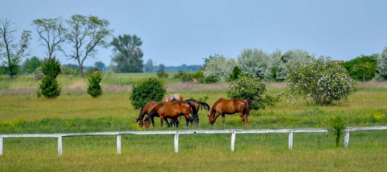 Hästar i Ungerns nationalpark pussel på nätet