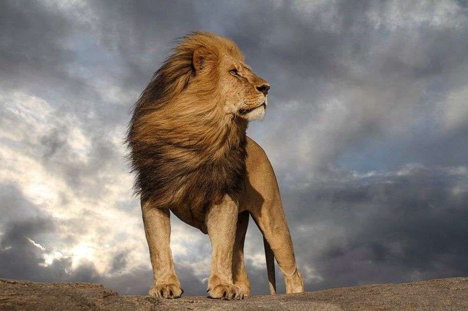 oroszlán a vihar kirakós online