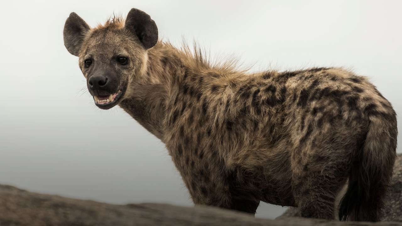 vild hyena pussel på nätet