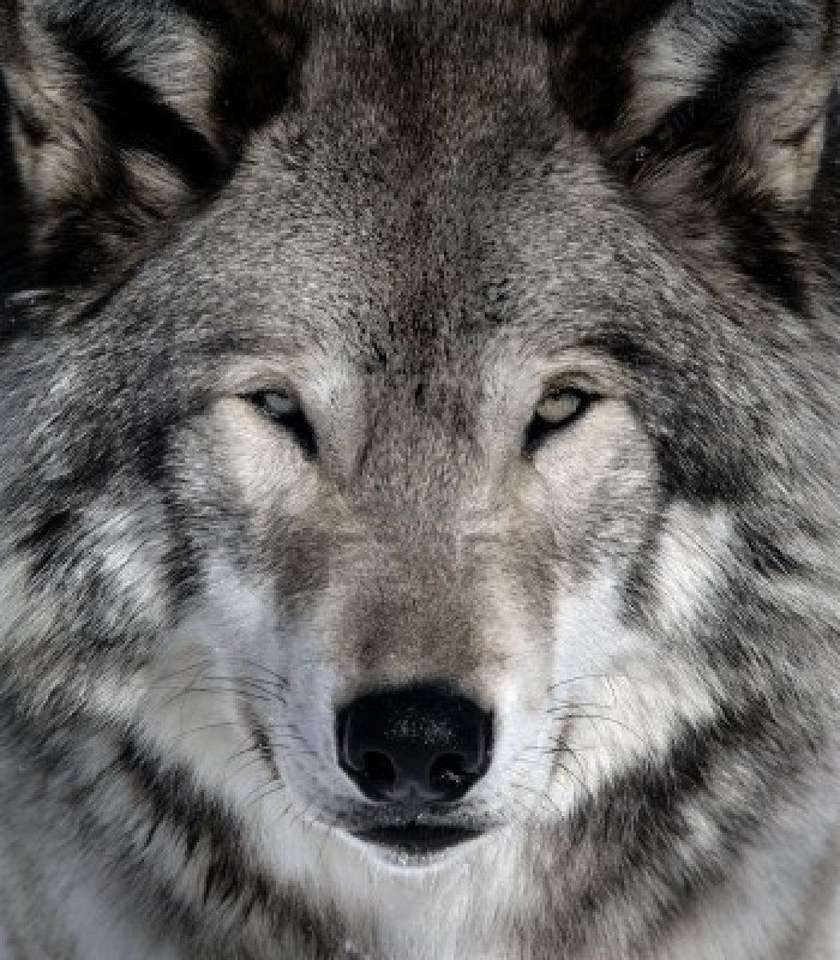 mysteriöser Wolf im Nebel Puzzlespiel online