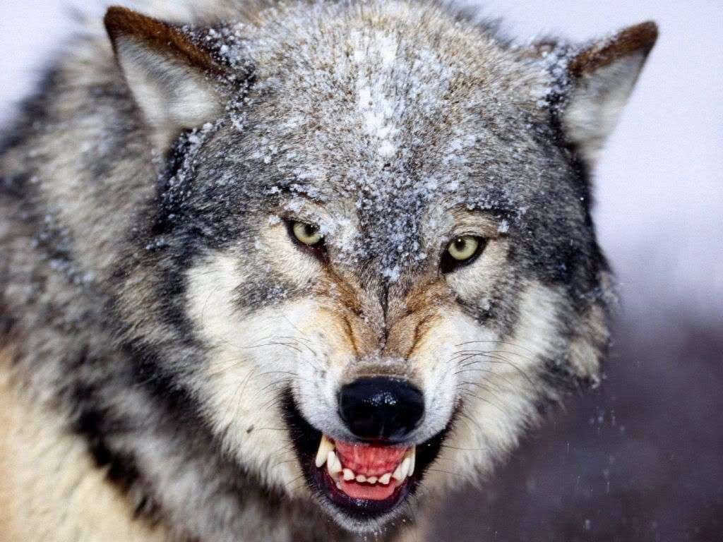 divoký vlk skládačky online