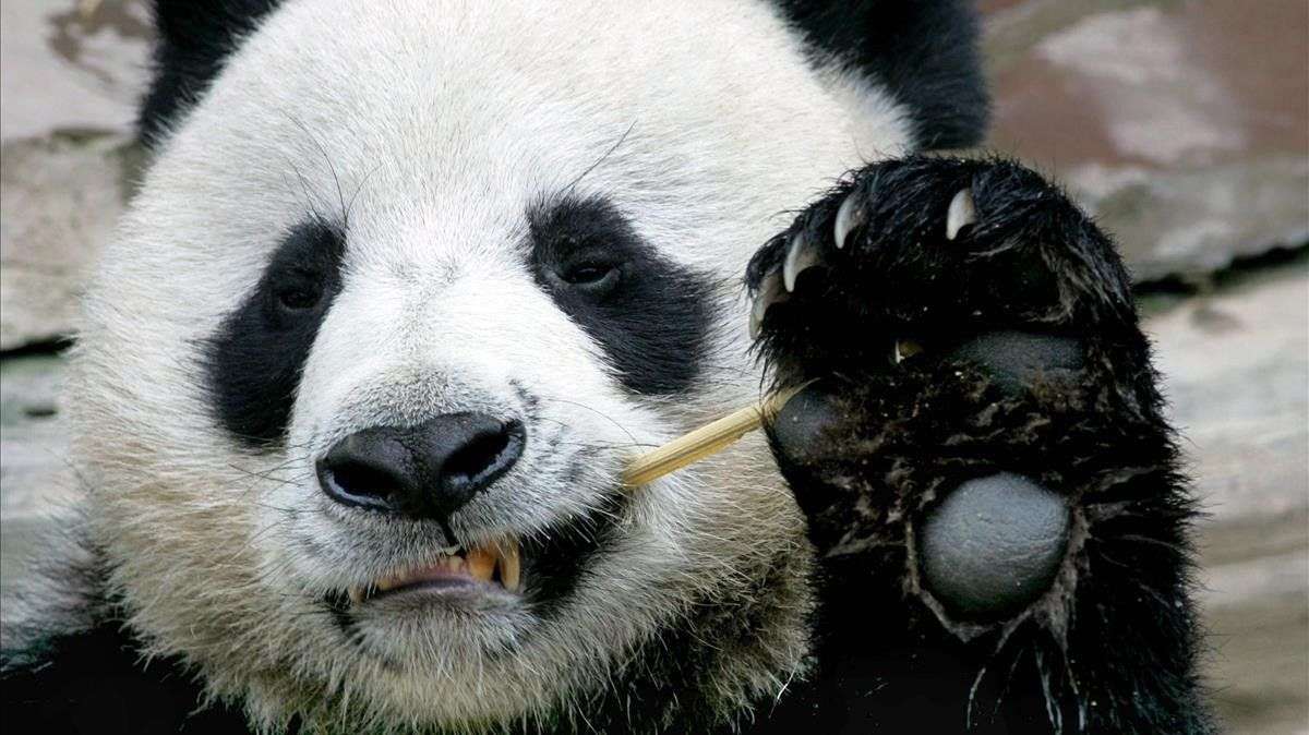 Panda bear skládačky online