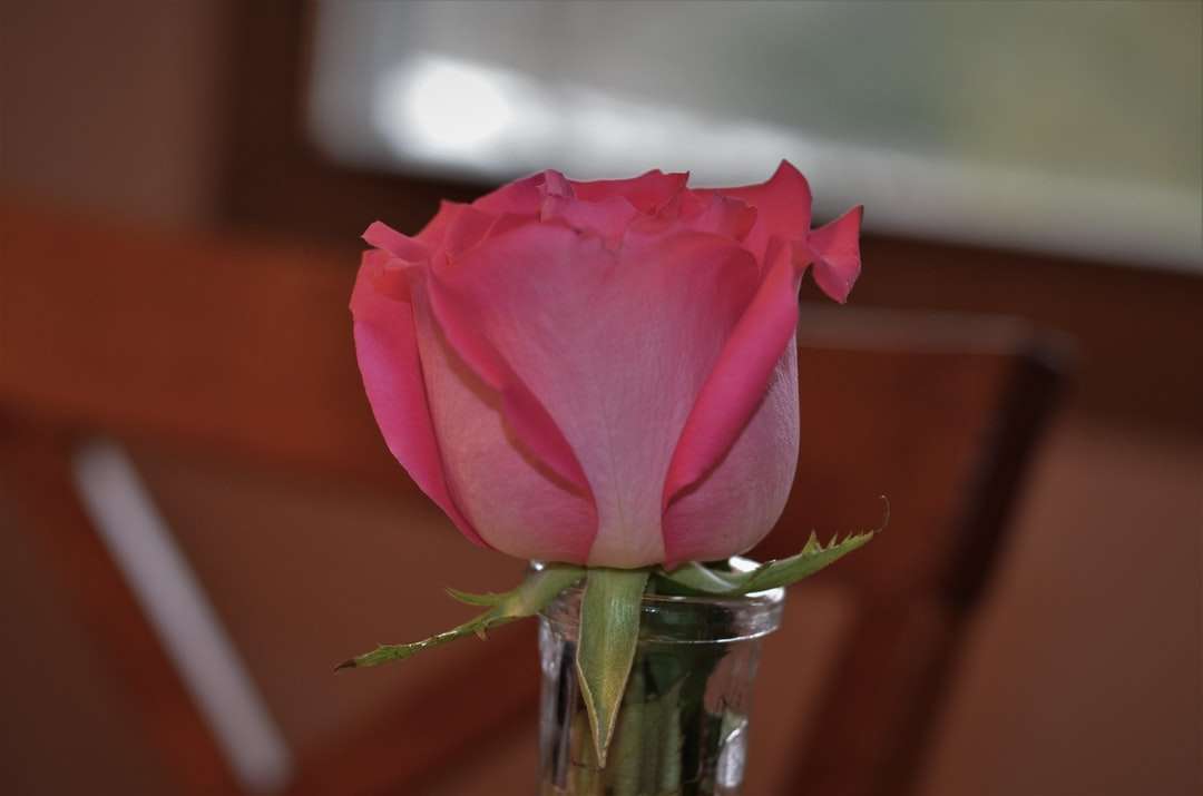ροζ τριαντάφυλλο σε διαφανές γυάλινο βάζο παζλ online
