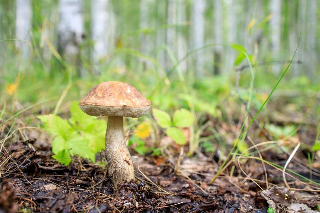 bruine paddenstoel midden in het bos legpuzzel online
