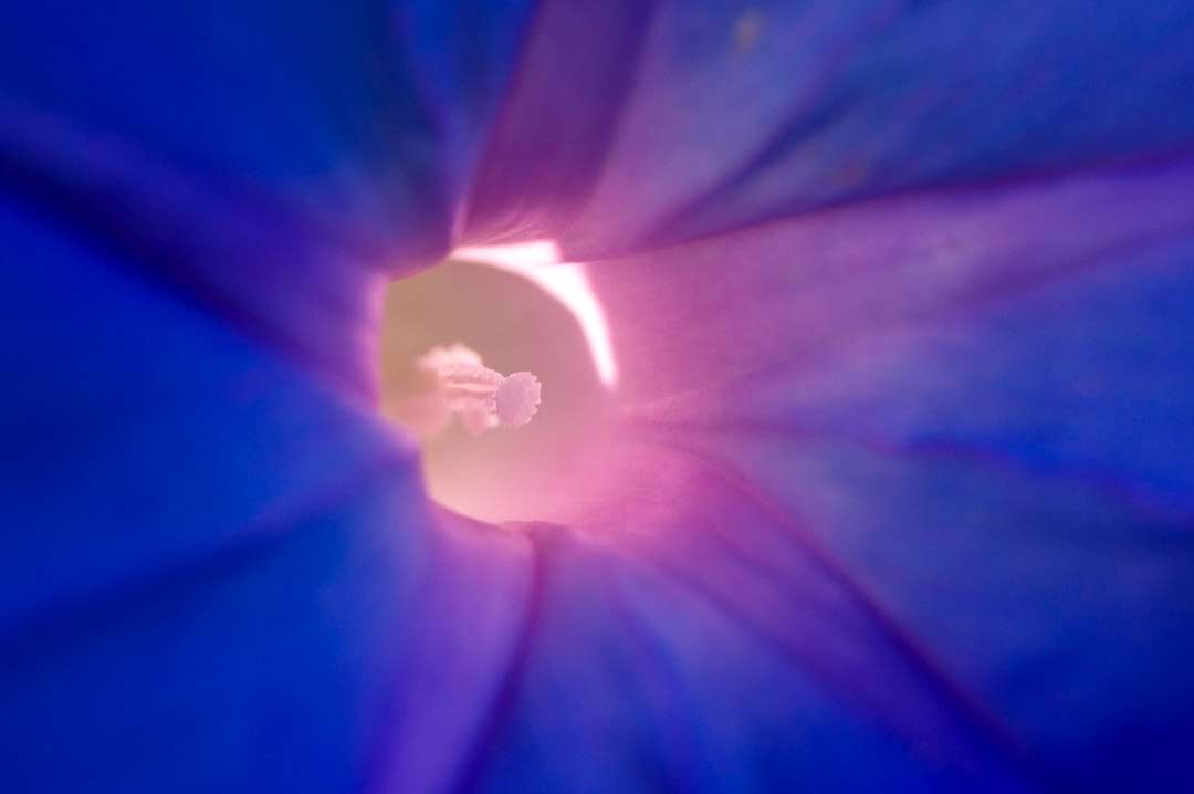 blå och gul blomma i närbildfotografering Pussel online