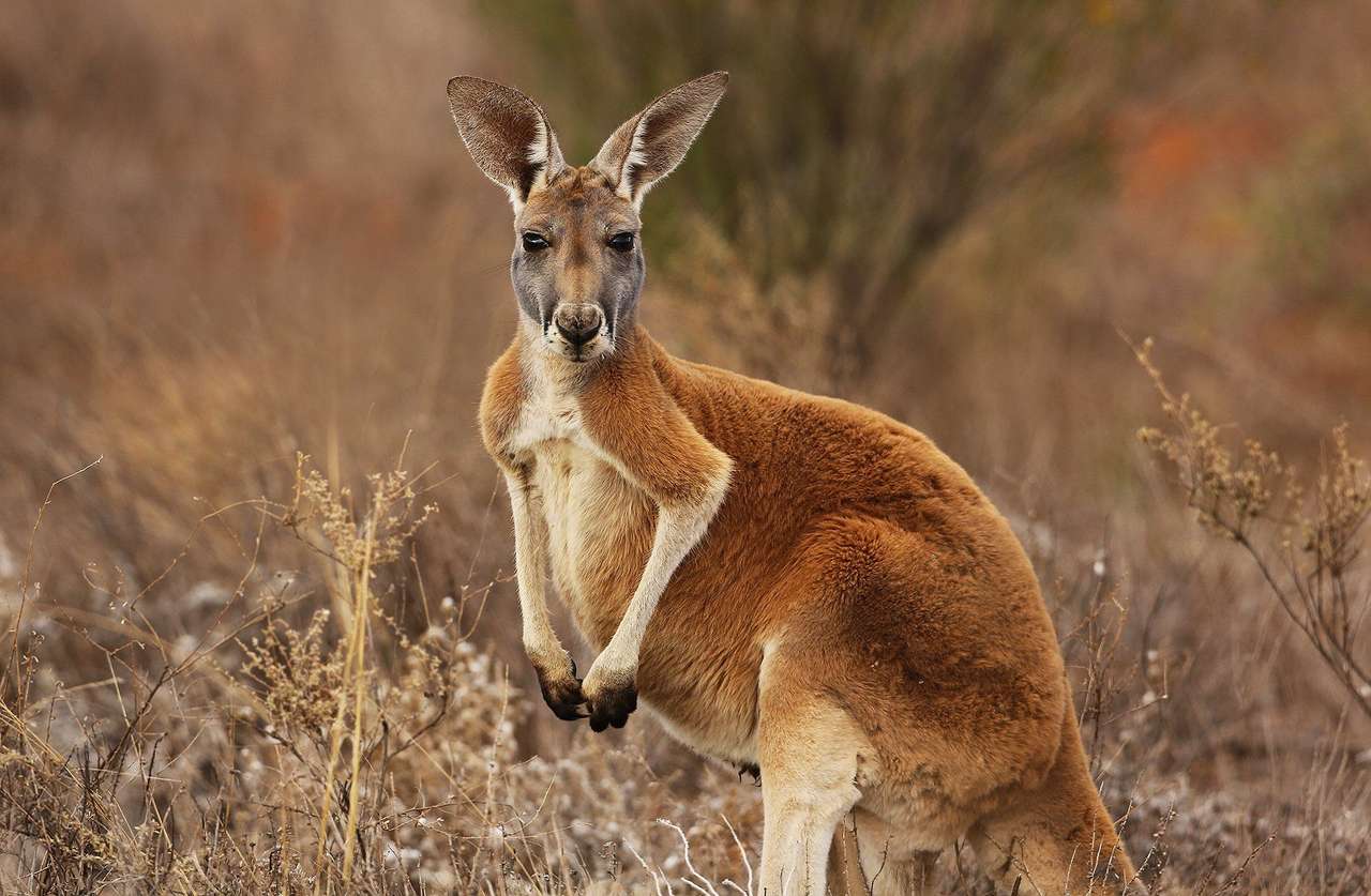 kangourou à la recherche puzzle en ligne