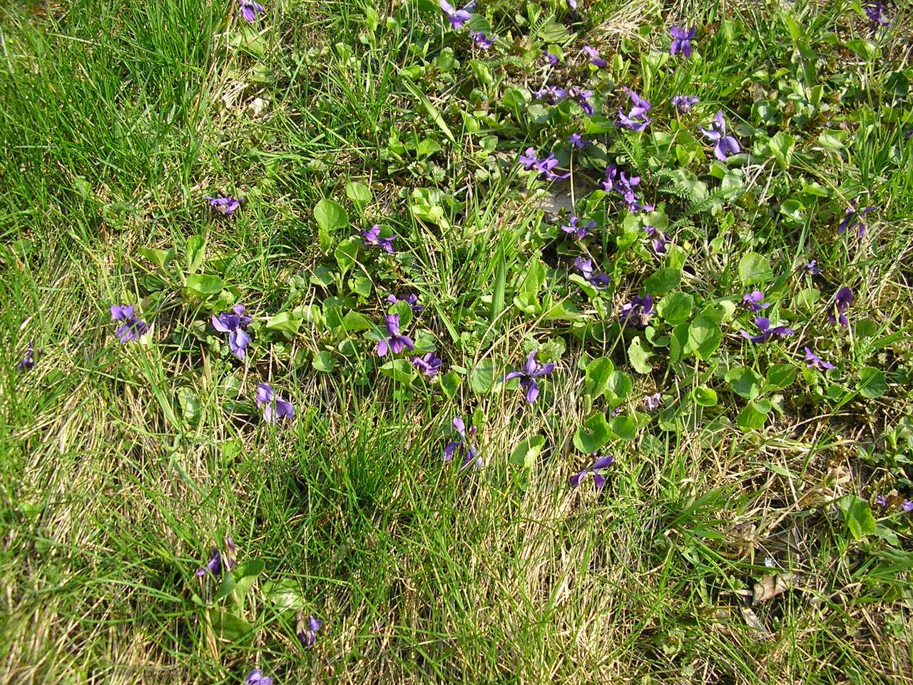 violer violer violer pussel på nätet