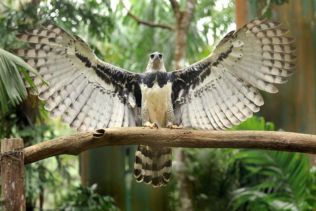 орел харпия с отворени крила онлайн пъзел