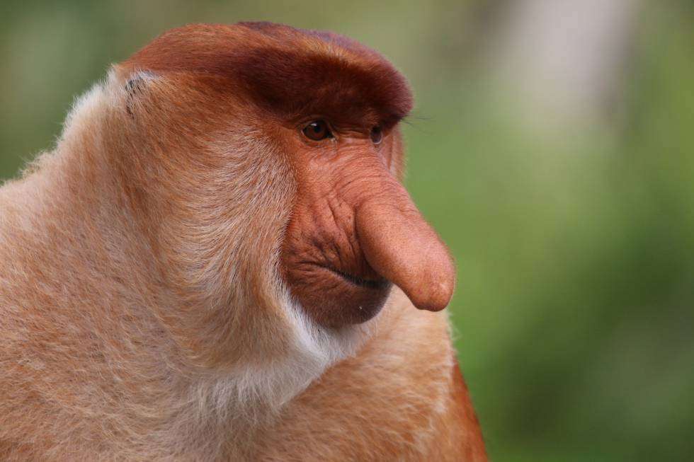 proboscis opice skládačky online
