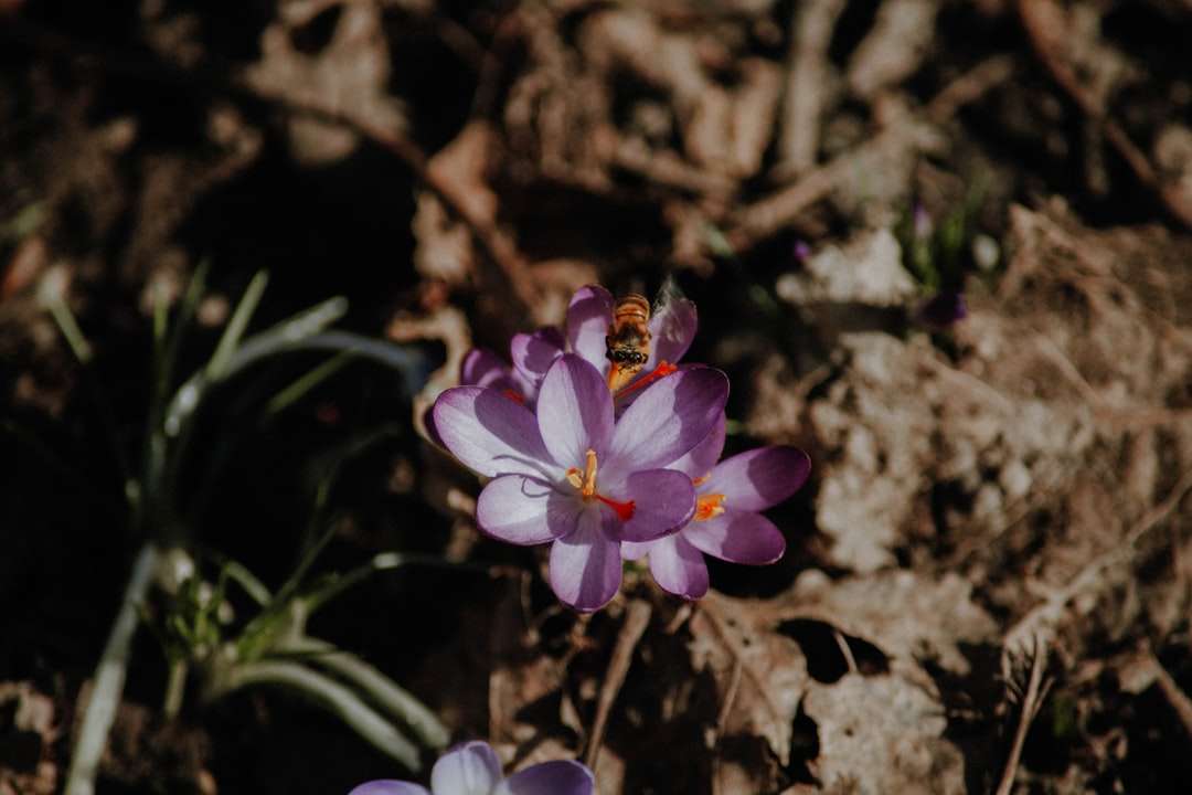 fialový květ na hnědé půdě online puzzle