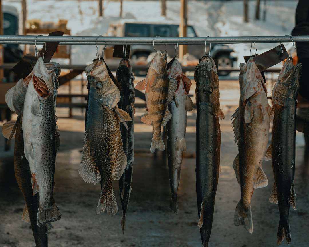 stříbrná ryba na šedém ocelovém stojanu na ryby skládačky online