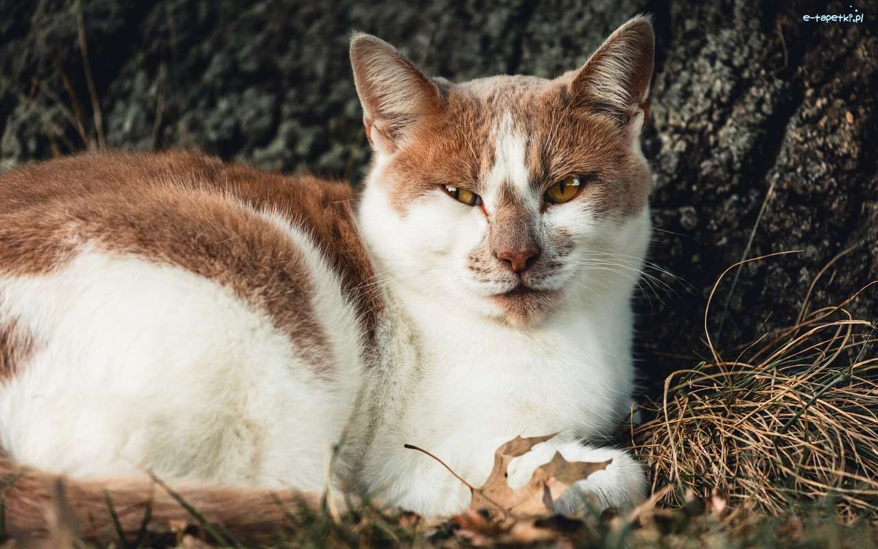 уплашената червена котка онлайн пъзел