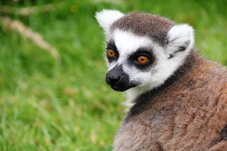 lemur.... puzzle online