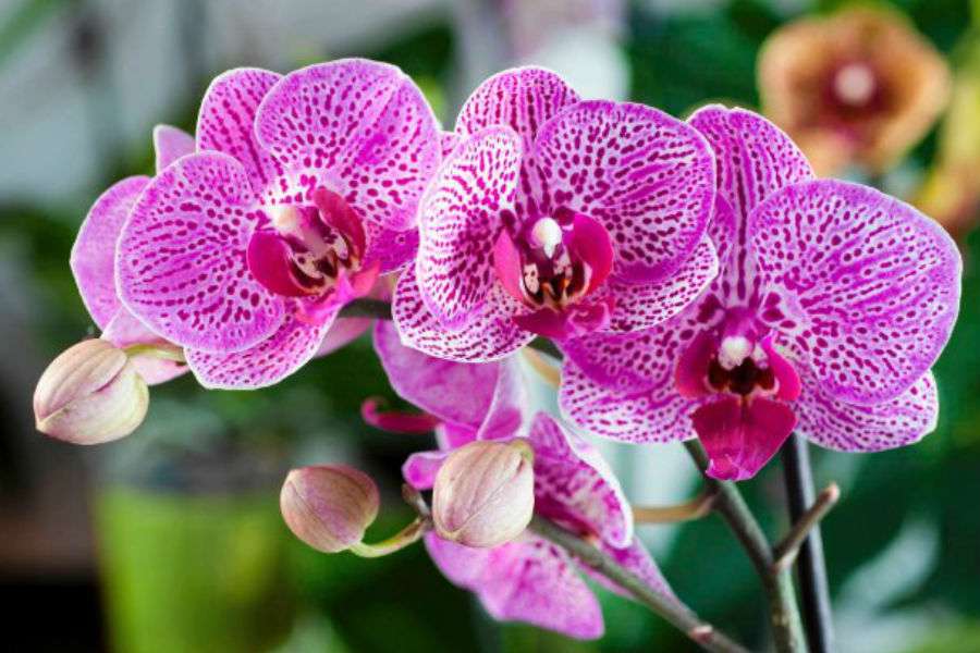 flor de orquídea puzzle online