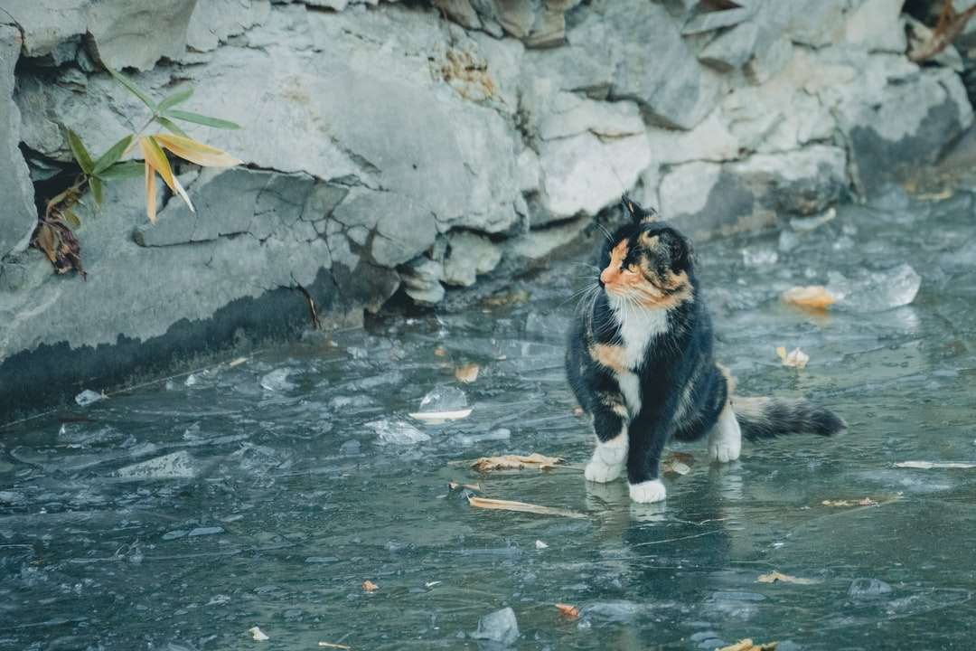 μαύρο και άσπρο γάτα τρέχει πάνω στο νερό online παζλ