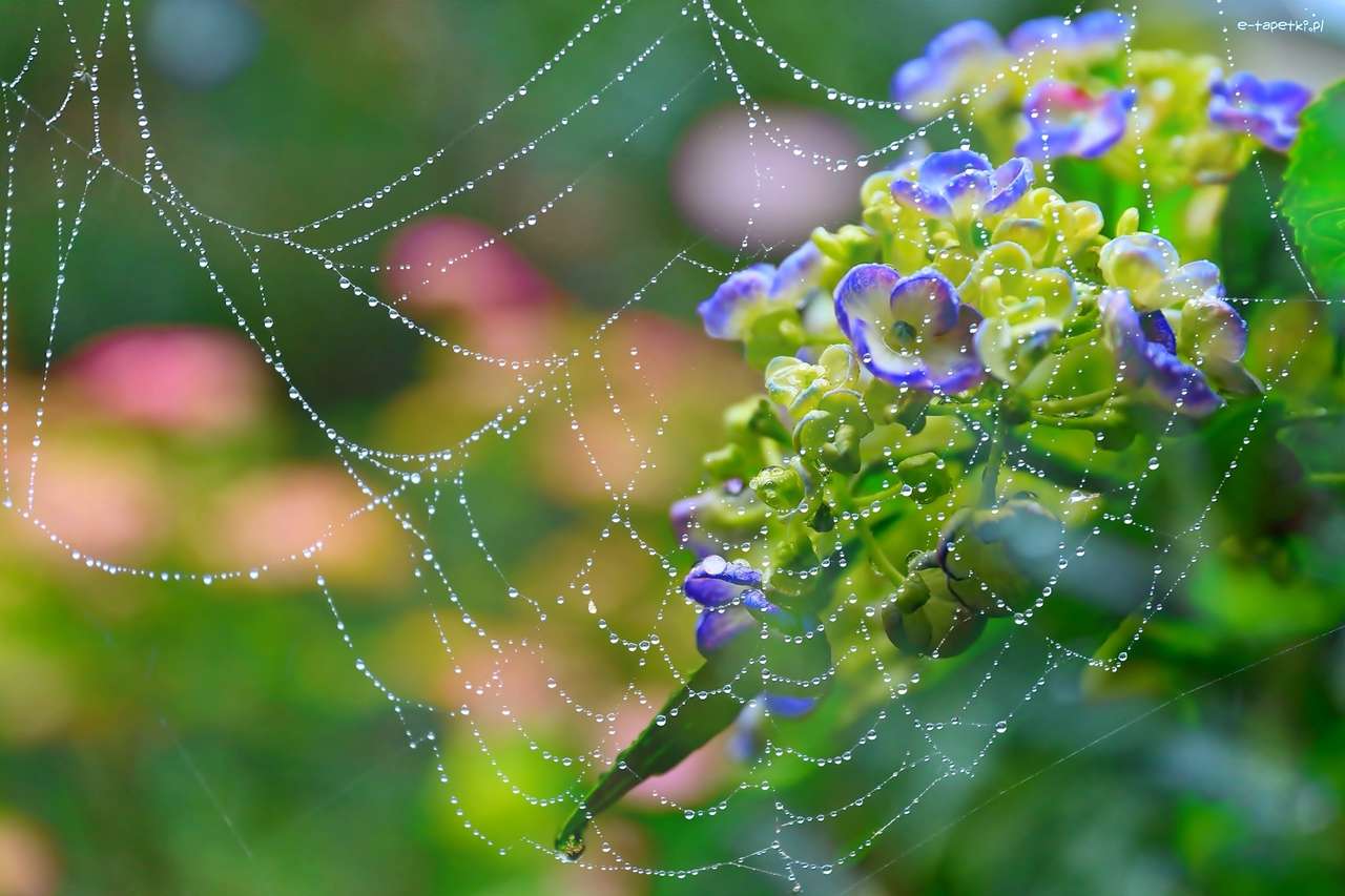 コンピュータグラフィックス-クモの巣、花 オンラインパズル