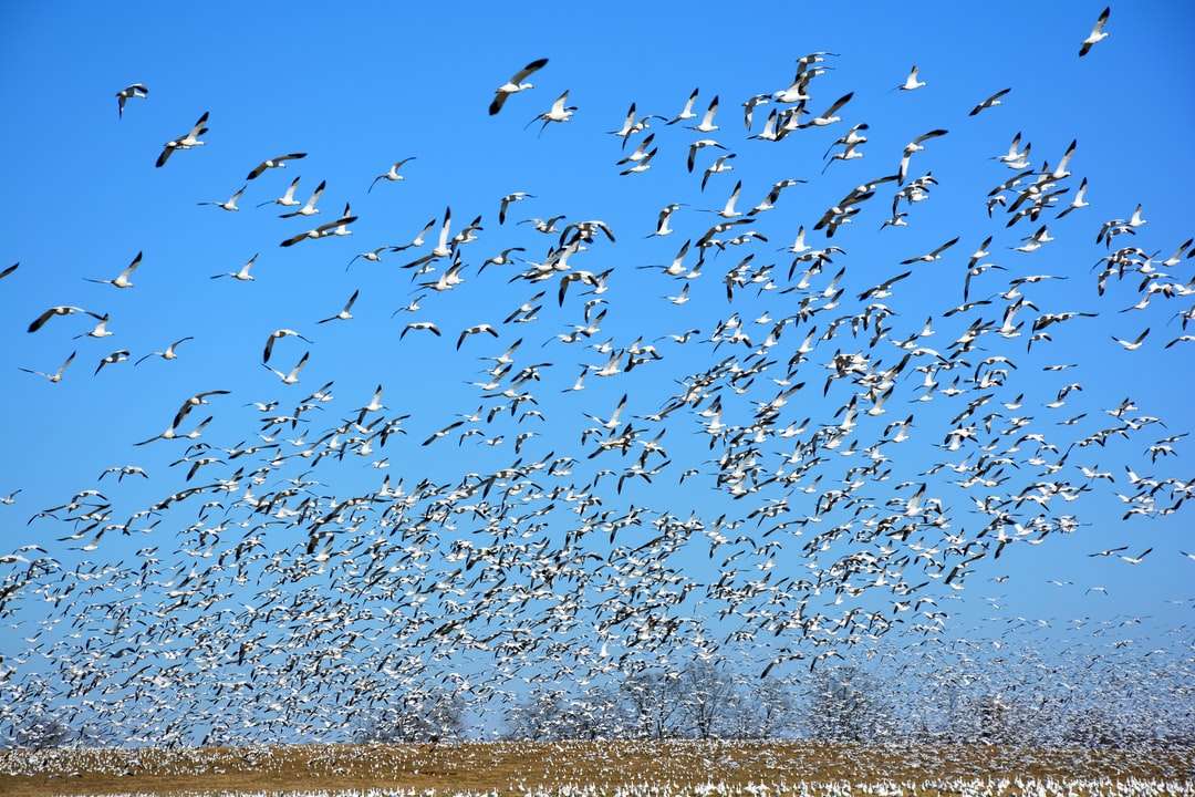 bando de pássaros voando sobre o corpo d'água durante o dia quebra-cabeças online