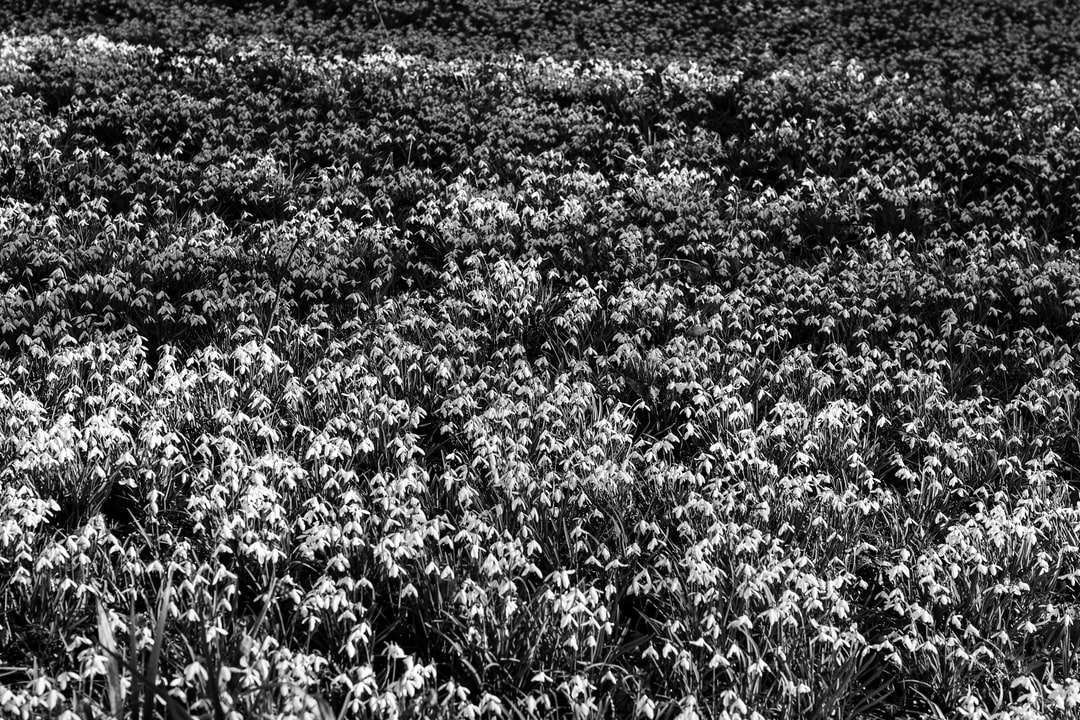 foto em tons de cinza de um campo de flores quebra-cabeças online
