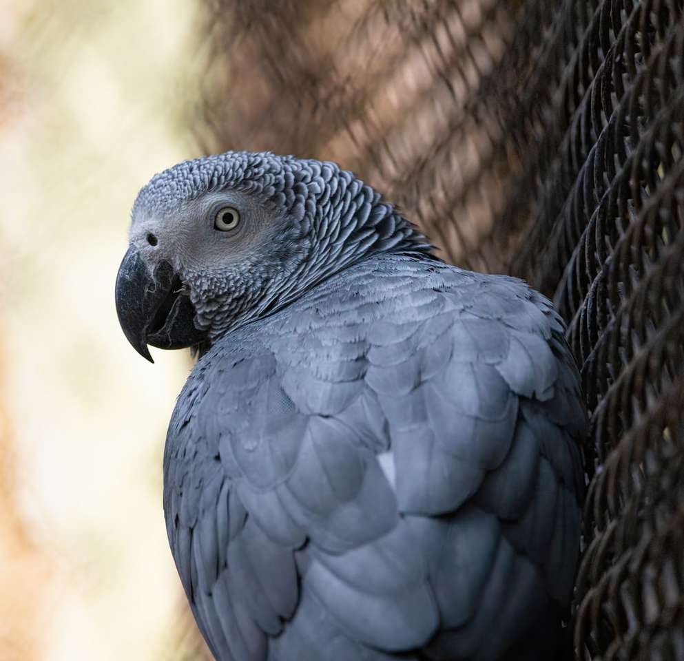 μαύρο και άσπρο πουλί σε μαύρο κλουβί παζλ online