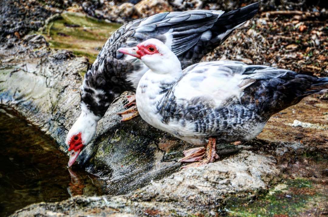 weiße und schwarze Ente auf grauem Felsen Puzzlespiel online